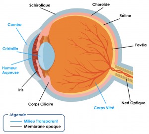 oeil