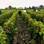 [Financer sa formation] Faire les vendanges